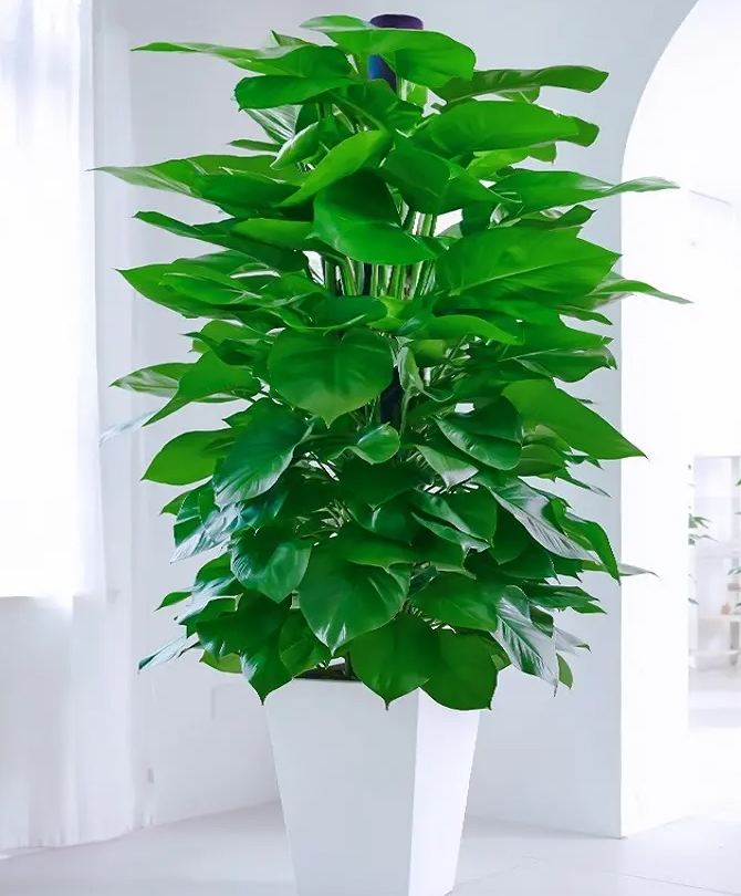 大型绿植