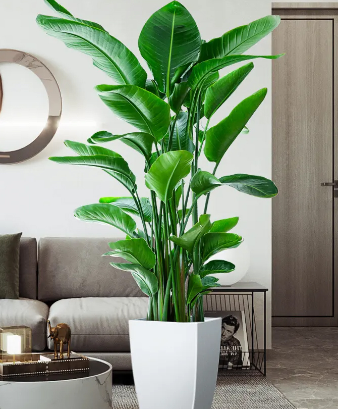 大型绿植